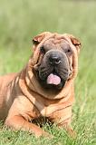 SHAR-PEI 945